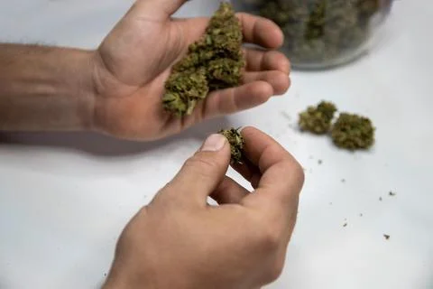 Selecting marijuana buds to roll a joint. Stock Photos