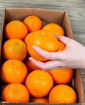 Selecting orange fruit Stock Photos