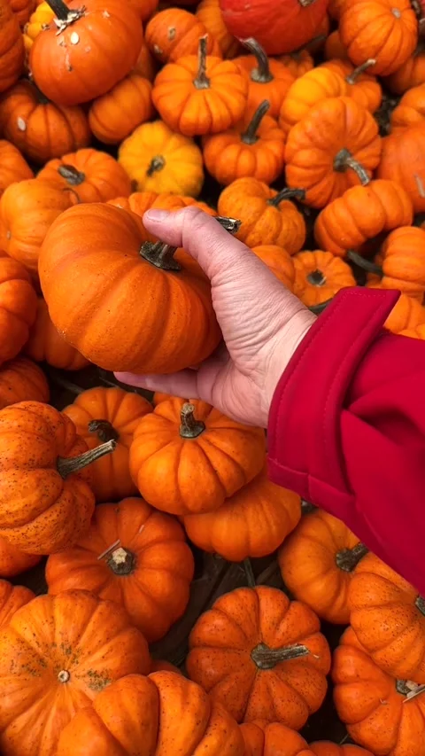 Selecting the Perfect Pumpkin for Halloween Stock Footage 287852848