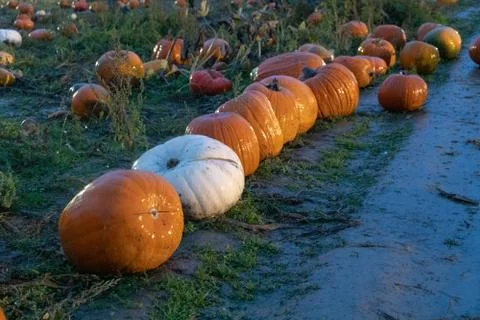 Selecting pumpkins for halloween Stock Photos