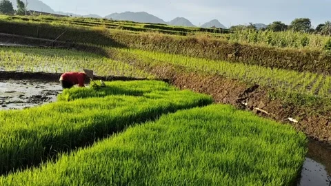 Selecting rice seeds Stock Footage 327769106
