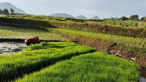 Selecting rice seeds Video stock 327769115