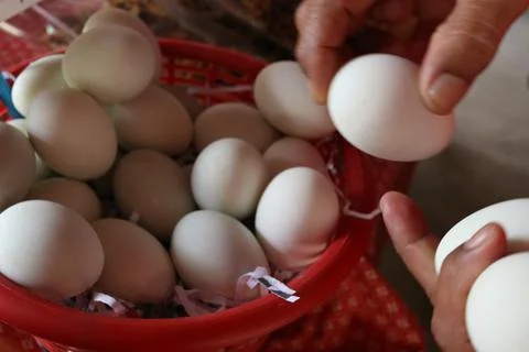 Selecting salted egg. Stock Photos