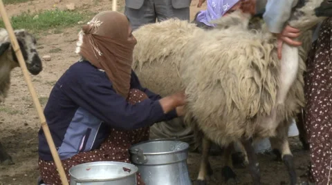 Selecting The Sheep for Milking Stock Footage 46045204