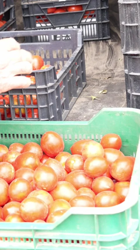 Selecting tomatoes of different sizes Stock Footage 302543571