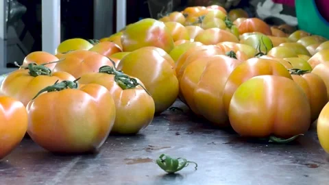 Selecting tomatoes in a distribution factory Stock Footage 314395776
