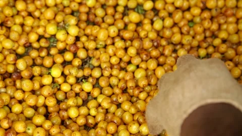 Selecting yellow coffe beans Video stock 153549836