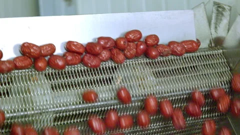 Selection and production of Xinjiang red dates Stock Footage 240976431