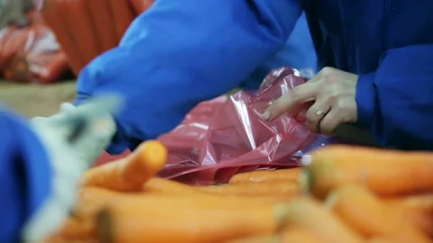 The selection and sorting of carrots. The worker puts a carrot in plastic bags. Stock Footage 199486872
