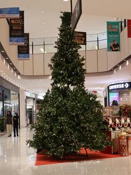 Selection of artificial Christmas trees in the store Stock Photos