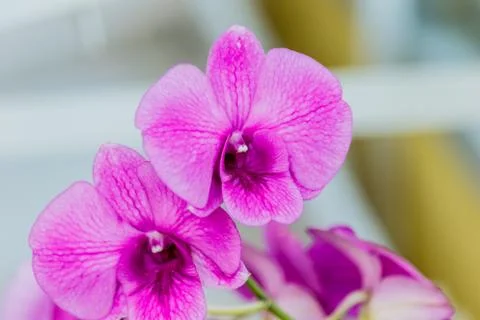 Selection beautiful orchid on blur background. Selective focus. Stock Photos