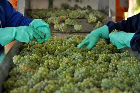 Selection of the best grapes to make premium wines is done by hand. Stock Photos