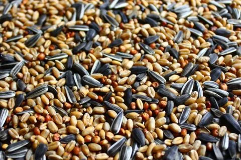 A selection of bird food Stock Photos