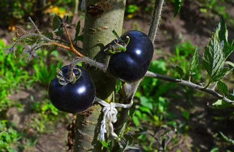 Selection black tomatoes ripened in the backyard. Selective focus Foto stock