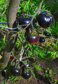 Selection black tomatoes ripened in the backyard. Selective focus Stock Photos