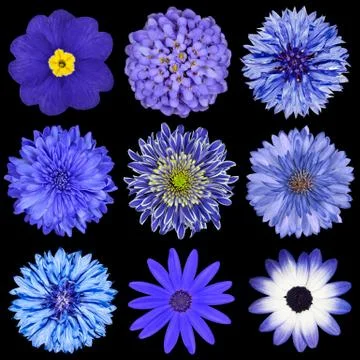 Selection Blue Flowers Selection Isolated on Black Stock Photos