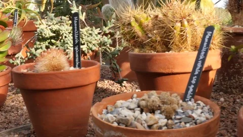 Selection of cactus plants 스톡 동영상 74603749