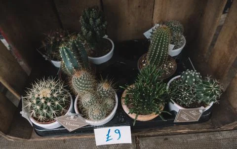 Selection of cactus plants Stock Photos