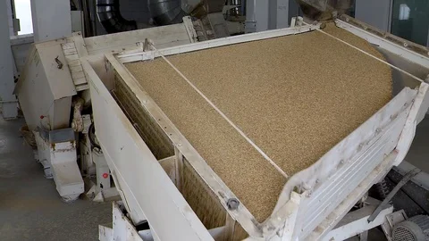 Selection, Cleaning and Storage of Rice Grains for Future Harvest. Seed Plant Stock Footage 118462275