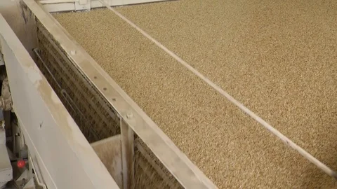 Selection, Cleaning and Storage of Rice Grains for Future Harvest. Seed Plant Stock Footage 118462402