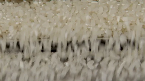 Selection, Cleaning and Storage of Rice Grains for Future Harvest. Seed Plant Stock Footage 118463179