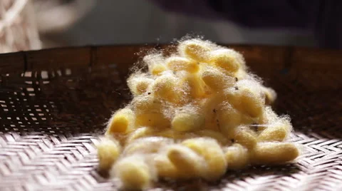 Selection cocoon silkworm. Stock Footage 60598433