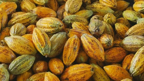 Selection of completed cocoa pod in box Stock Footage 99623024