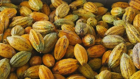 Selection of completed cocoa pod in box. Stock Footage 99623325