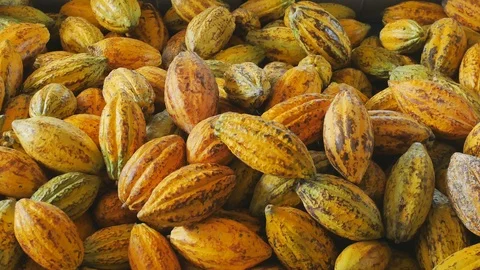 Selection of completed cocoa pod in box. 스톡 동영상 99623698