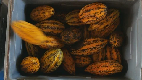 Selection of completed cocoa pod put in box Stock Footage 98997176