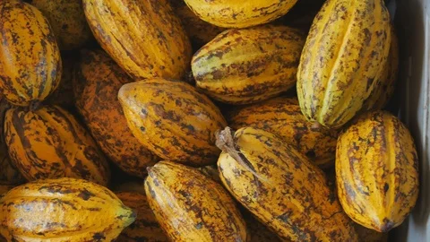 Selection of completed cocoa pod put in a box. Video stock 98998792