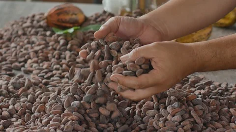 Selection of completed cocoa seeds must be dried before into sacks. Stock Footage 94211926