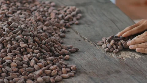 Selection of completed cocoa seeds must be dried before into sacks. Stock-Footage 94212032