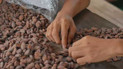 Selection of completed cocoa seeds must be dried Stock Footage 94228218