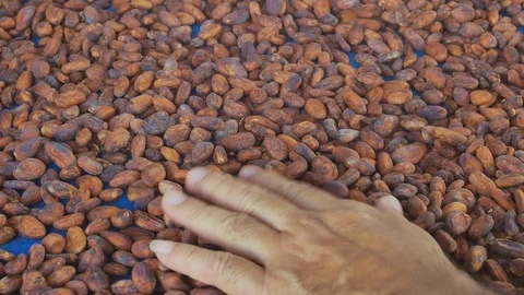 Selection of completed cocoa seeds must be dried before into sacks Stock Footage 99002108