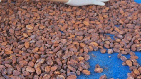 Selection of completed cocoa seeds must be dried before into sacks Stock Footage 99003983