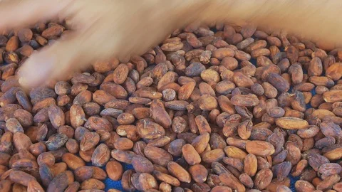 Selection of completed cocoa seeds must be dried before into sacks Stock-Footage 99623727