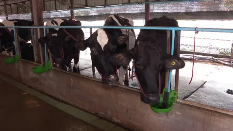 Selection of dairy cows for raising on the farm  It's an important part.  to28 Stock Footage 147307666