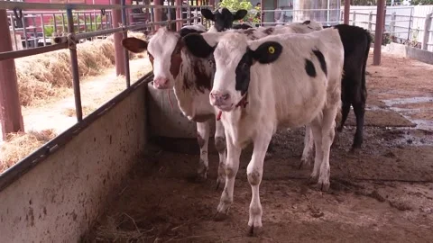 Selection of dairy cows for raising on the farm  It's an important part. 27 Stock Footage 147307676