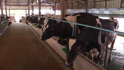 Selection of dairy cows for raising on the farm  It's an important part 14 Stock Footage 147307730