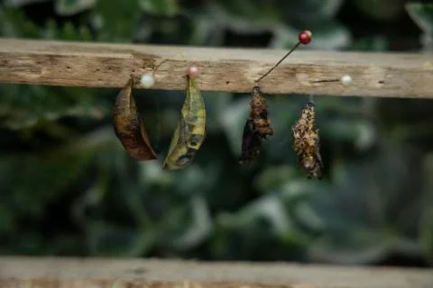 Selection of different chrysalis and cocoons of insects and butterflies Stock Photos