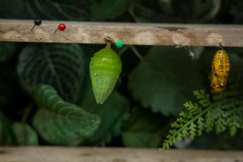 Selection of different chrysalis and cocoons of insects and butterflies Stock Photos