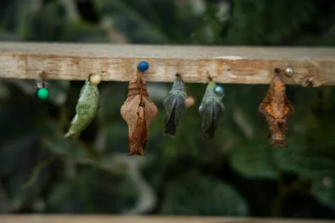 Selection of different chrysalis and cocoons of insects and butterflies Stock Photos
