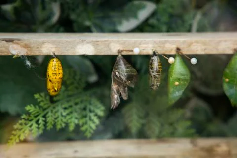 Selection of different chrysalis and cocoons of insects and butterflies Stock Photos