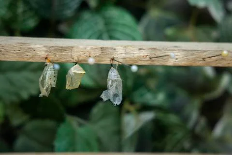 Selection of different chrysalis and cocoons of insects and butterflies Stock Photos