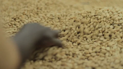 Selection of dried coffee beans by hand Stock Footage 169667039