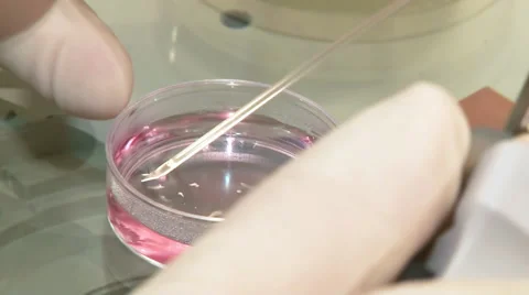 Selection eggs in the Petri dish under a microscope. Close-up. Stock Footage 56805129