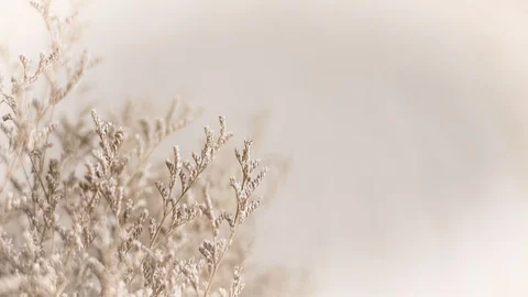 Selection focus Dried brown flower plant Stock Footage 128674835