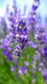 Selection focus lavender in blur background , Japan Stock Photos