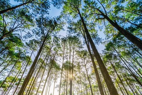 Selection focus.Pine trees in the forest , their branches against a blue sk.. Stock Photos